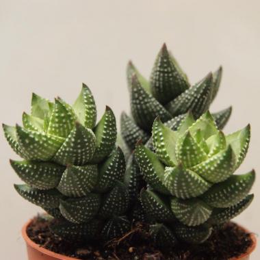 Haworthia reinwardtii